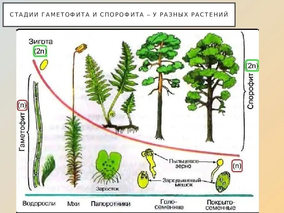 Чередование высших растений. Циклы развития растений гаметофит спорофит. гаметофит хвоща. чередование спорофитов и гаметофитов в жизненном цикле. спорофит и гаметофит папоротника.