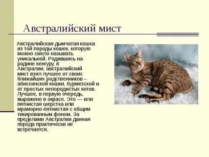 Биография кота