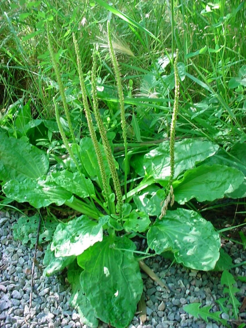 Простые подорожники. Подорожник Луговой. Подорожниковые (Plantaginaceae). Plantago Major. Подорожник широколистный.