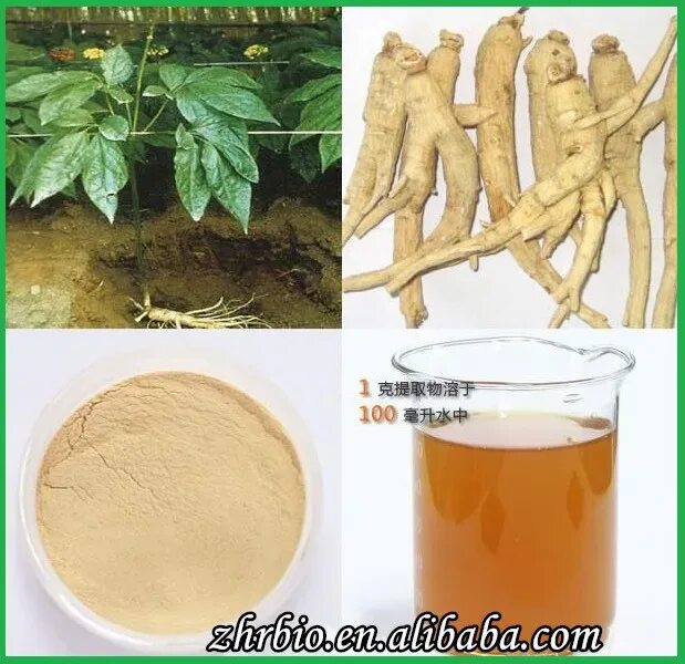 Panax ginseng root extract. Экстракт корня женьшеня. корень женьшеня как заваривать. ginseng oriental root экстракт.