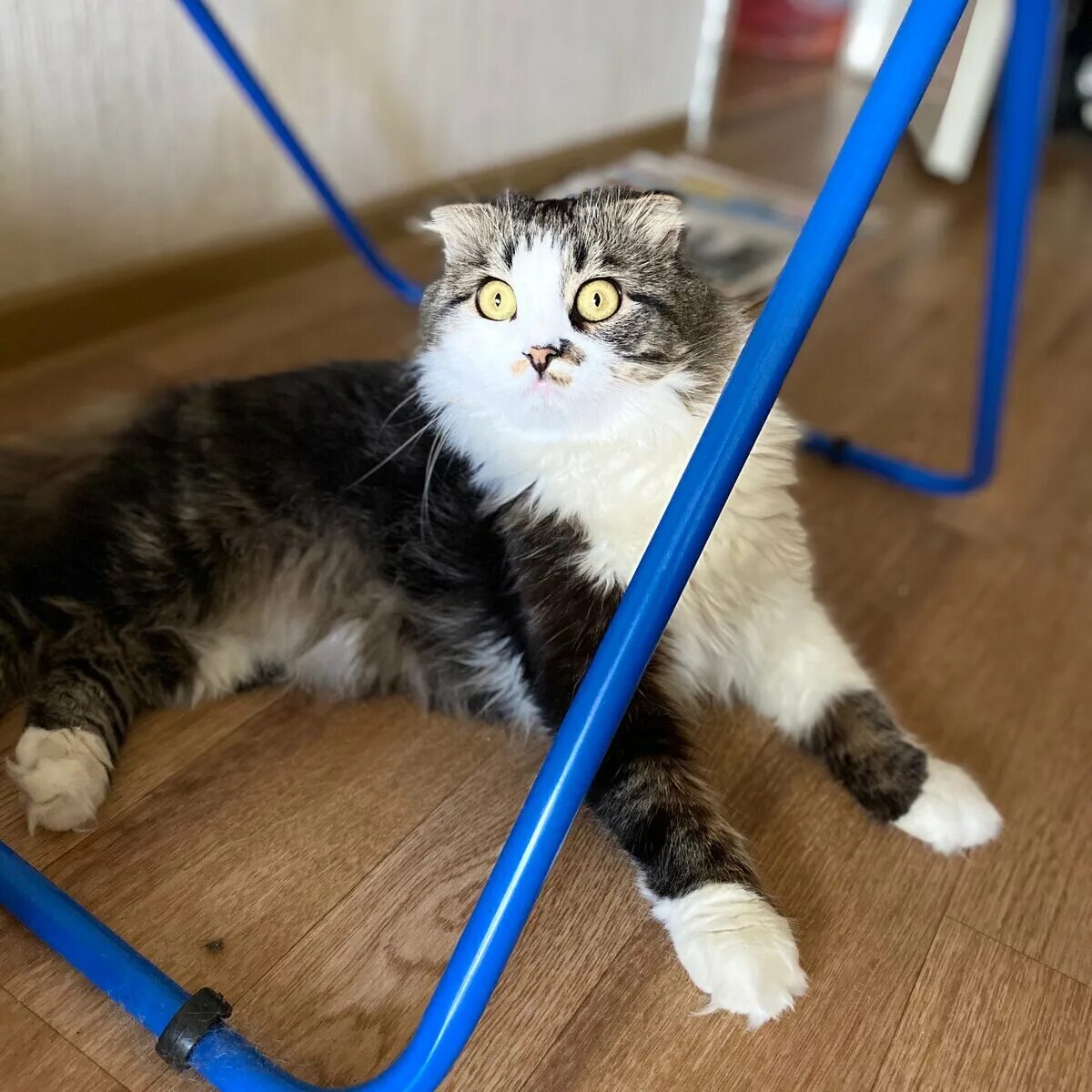 Кузяка дзен. Кузяка кот новое. Кузяка кот новое. Кот лежебока. Кошка валяка.