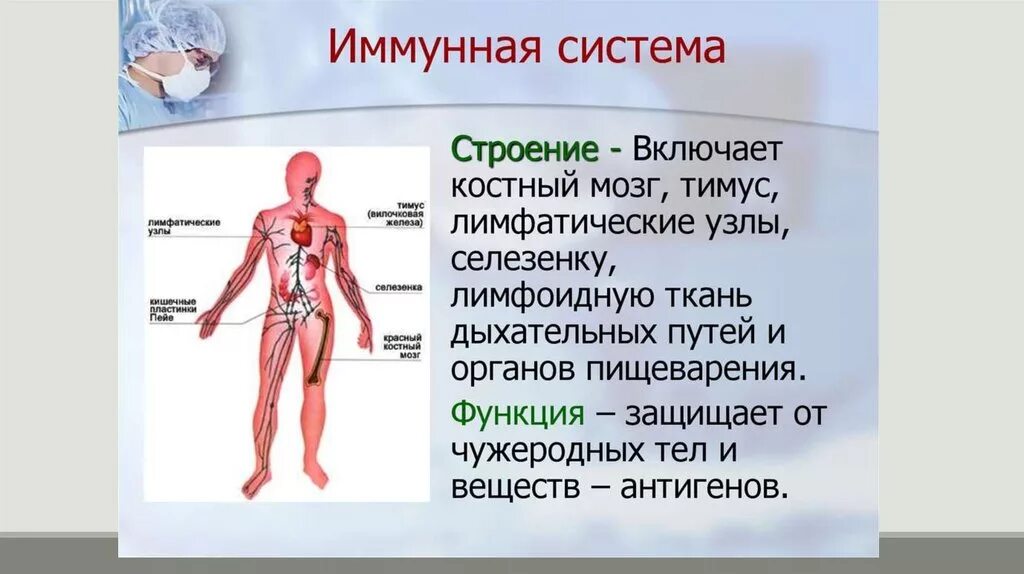 Иммунная система состоит из. Иммунная система. Органы иммунной системы человека. Иммунная система человека анатомия. Строение иммунной системы.