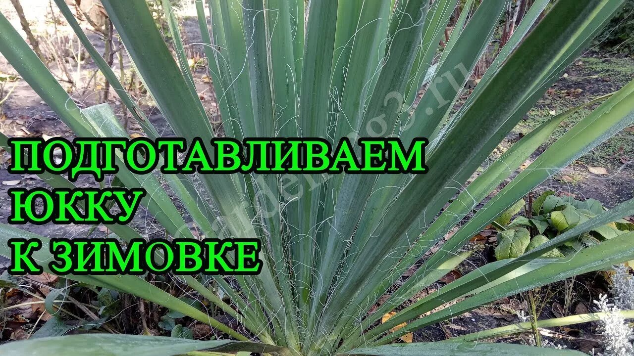 Как укрыть юкку на зиму в подмосковье