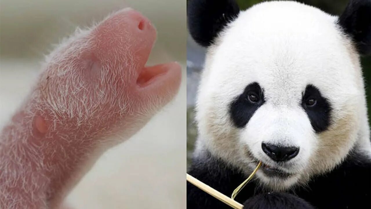 Лицо панды. Циньлинская панда. Почему маленькие панды розовые. Карликовая панда. Розовая панда.