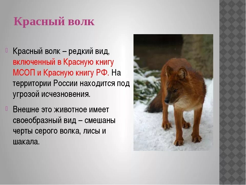 Рассказ о животном и человеке 3 класс. Красный волк красная книга. Красный волк краткое описание. Красный волк описание. Красный волк краткая информация.