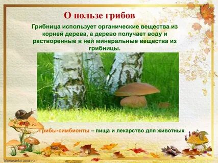 Грибы польза