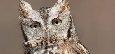 Screech