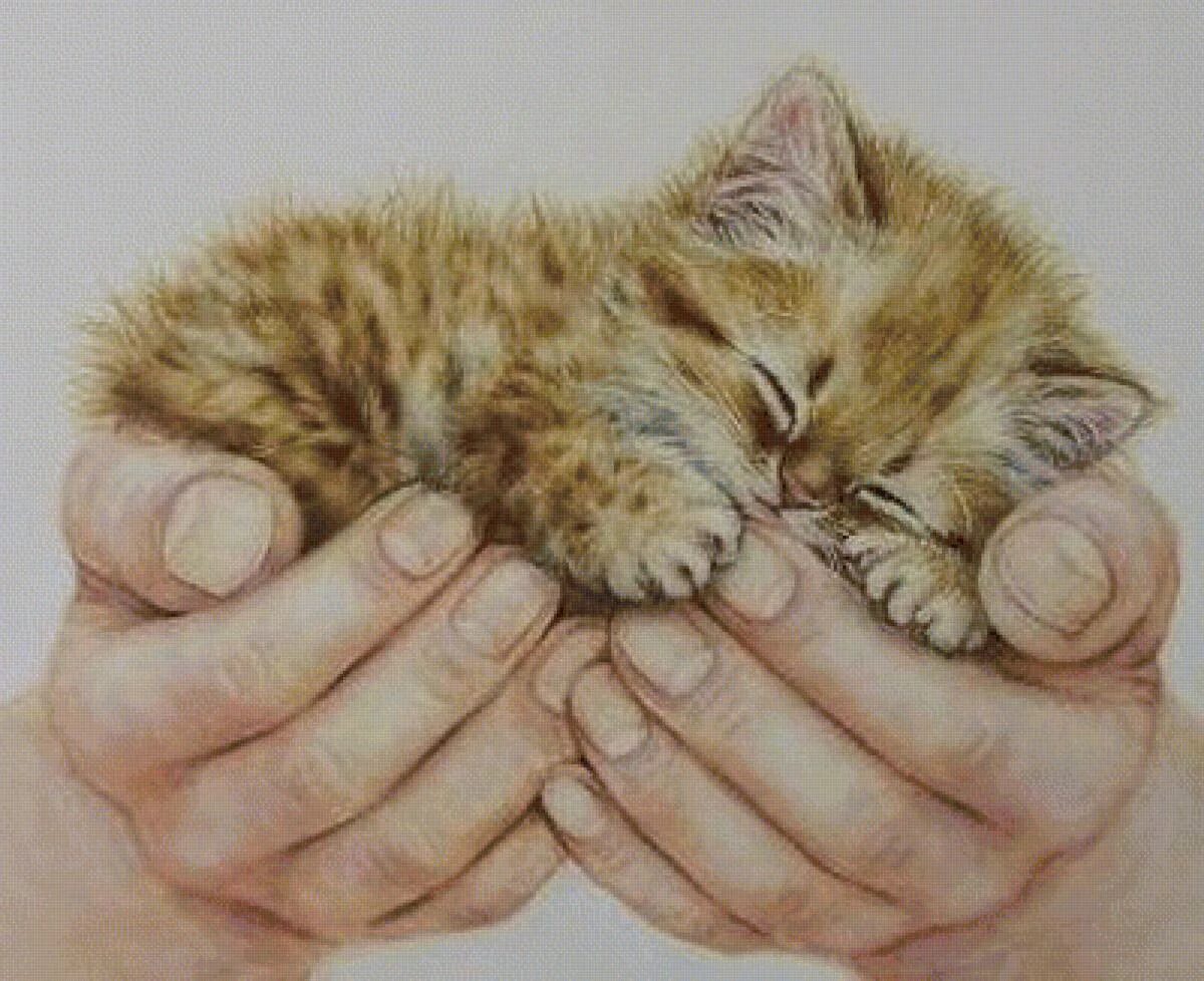 Ладошки нежные кошки