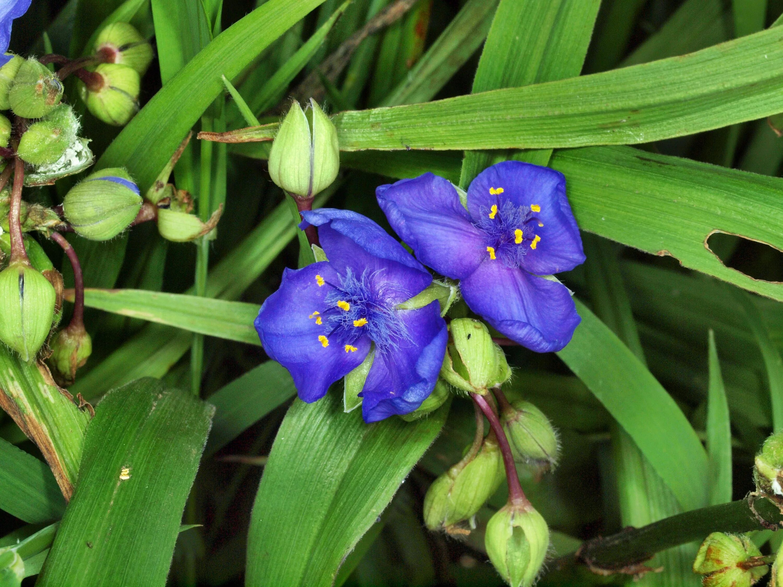 Традесканция пышная. Традесканция гвианская. Longifolia традесканция. Традесканция длиннолистная. Традесканция Королевская.