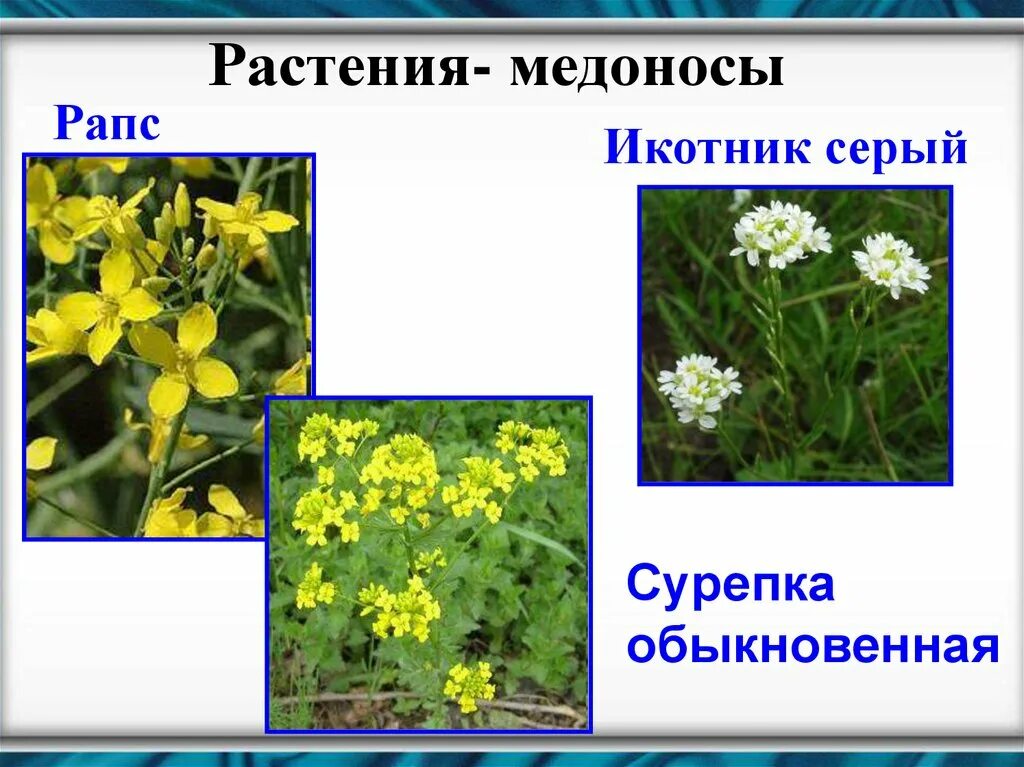 Крестоцветные медоносы. Сурепка медонос. Сурепка пряморогая. Крестоцветные растения медоносы. Крестоцветные пряные.