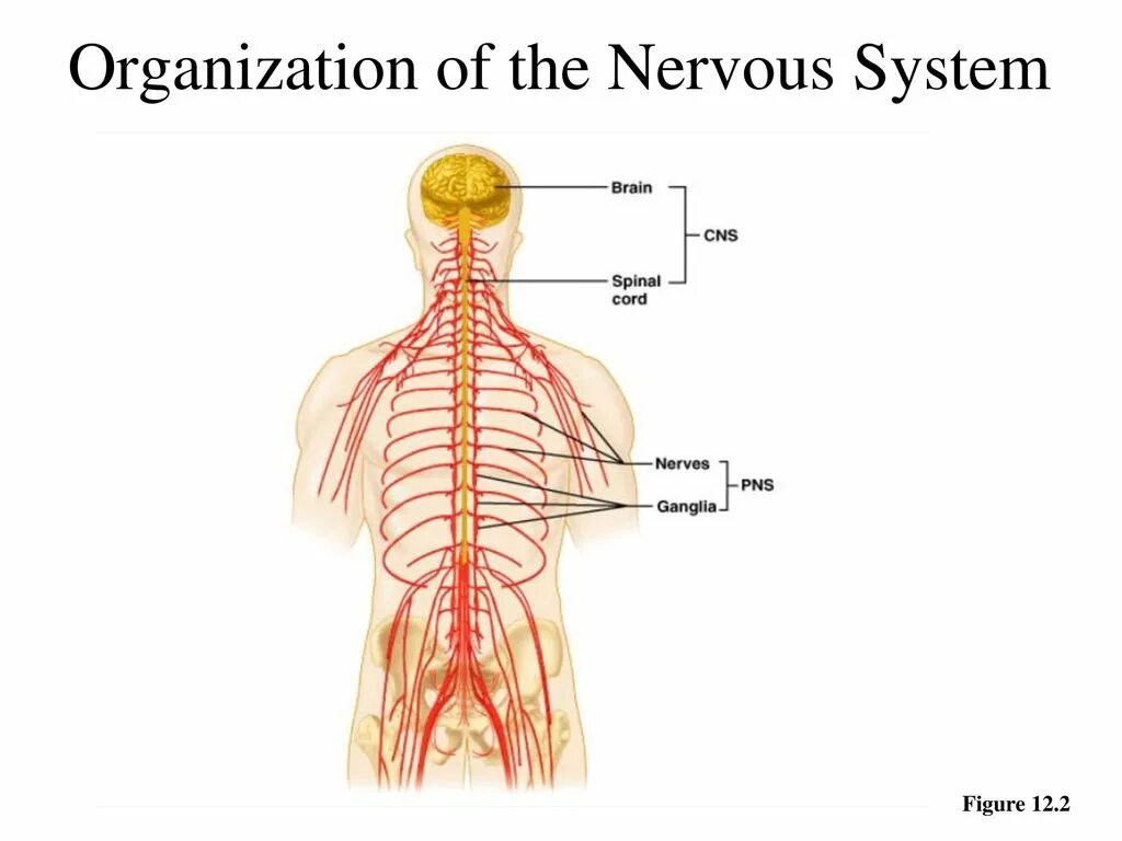 Nervous system brain. Нервная система. Ортогональная нервная система. Мозг и нервная система. Нервная система человека схематично.