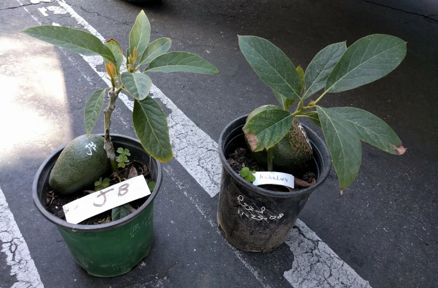 Авокадо дерево дома. Авокадо плодоносит. Авокадо на гидропонике. Авокадо дерево плодоносит. Карликовое манго дерево.