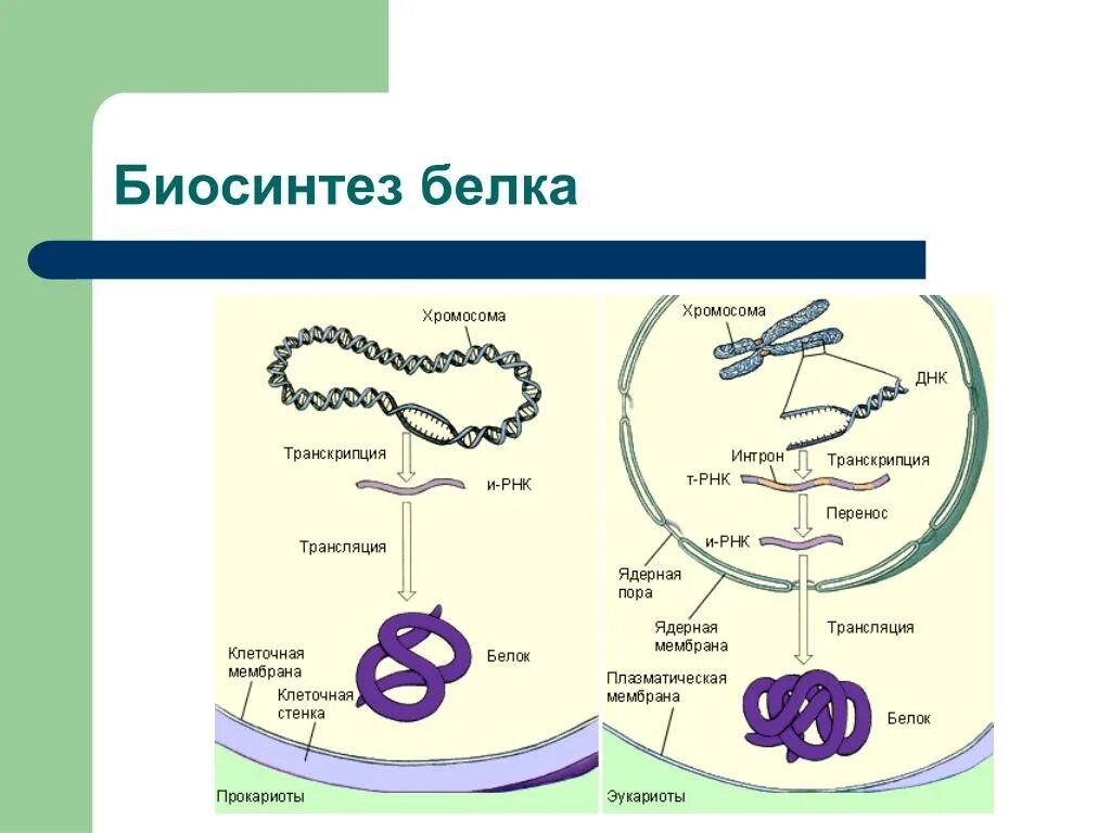 Биосинтез белка в живой клетке 9 класс. Биосинтез белка схема ЕГЭ биология. Зарисуйте схему биосинтеза белка.