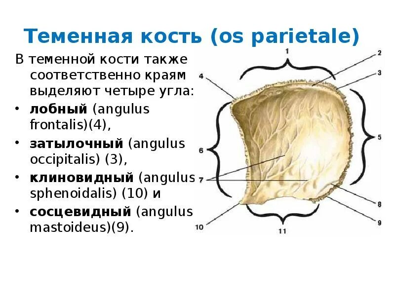 Теменная кость анатомия строение. Кости черепа теменная кость анатомия. Теменная кость строение на латыни. Теменная кость анатомия животных.