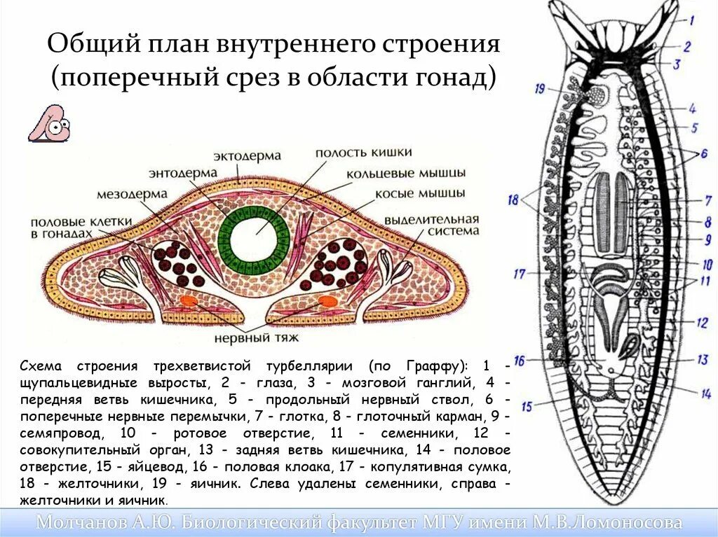 Какая часть белой планарии выполняет двигательную функцию. Плоские черви строение планарии. Плоских червей Ресничные строение планарии. Поперечный срез планарии строение. Тип плоские черви строение планарии.