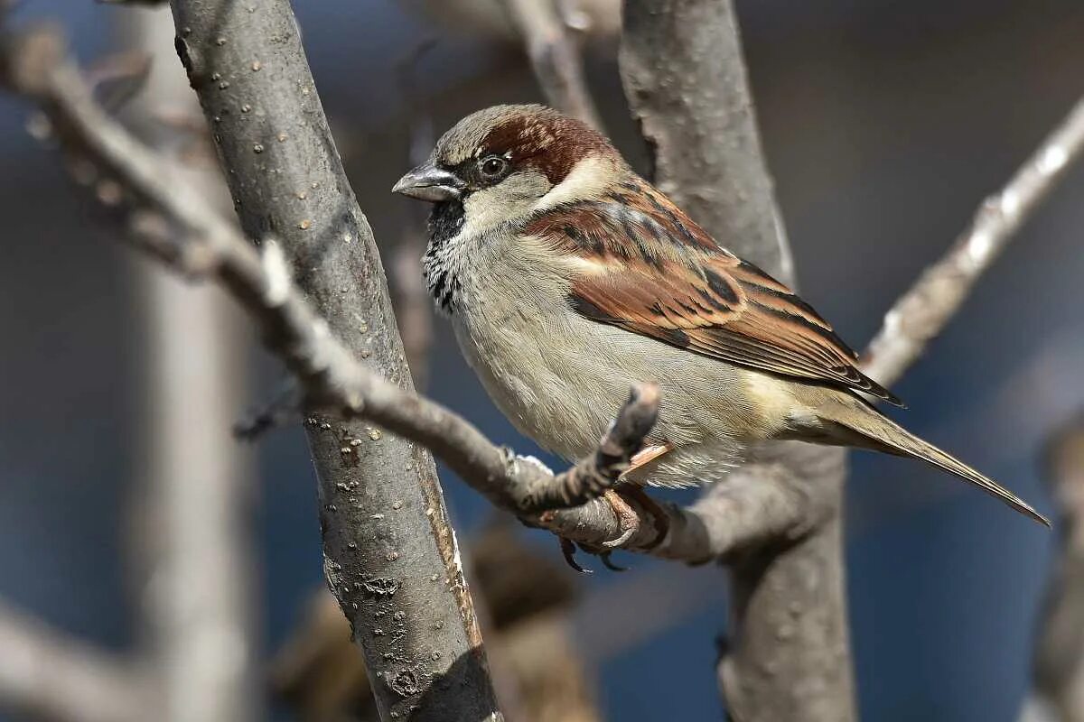 Воробей домовый passer domesticus. Домовый Воробей воробьиные. Passer domesticus (l.) - домовый Воробей. Домовой Воробей птица