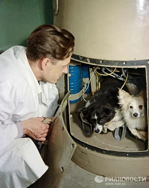 Первый робот побывавший в космосе. Белка и стрелка полёт в космос 1958. собаки космонавты непутевый и зиб. собаки белка и стрелка в космосе. первый полёт в космос собак.