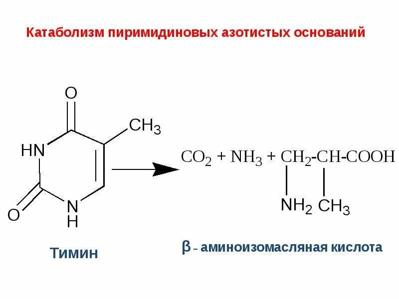 Распад пиримидиновых. Катаболизм пиримидиновых оснований Тимин. Катаболизм пиримидиновых азотистых оснований. Распад пиримидиновых оснований. Бета аминоизобутират.