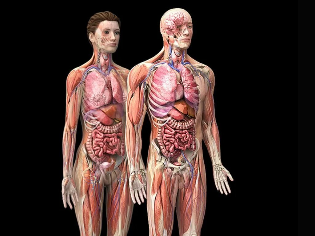 Внутренние органы фото. Тело человека. Анатомия человеческого тела. Внутренние органы.