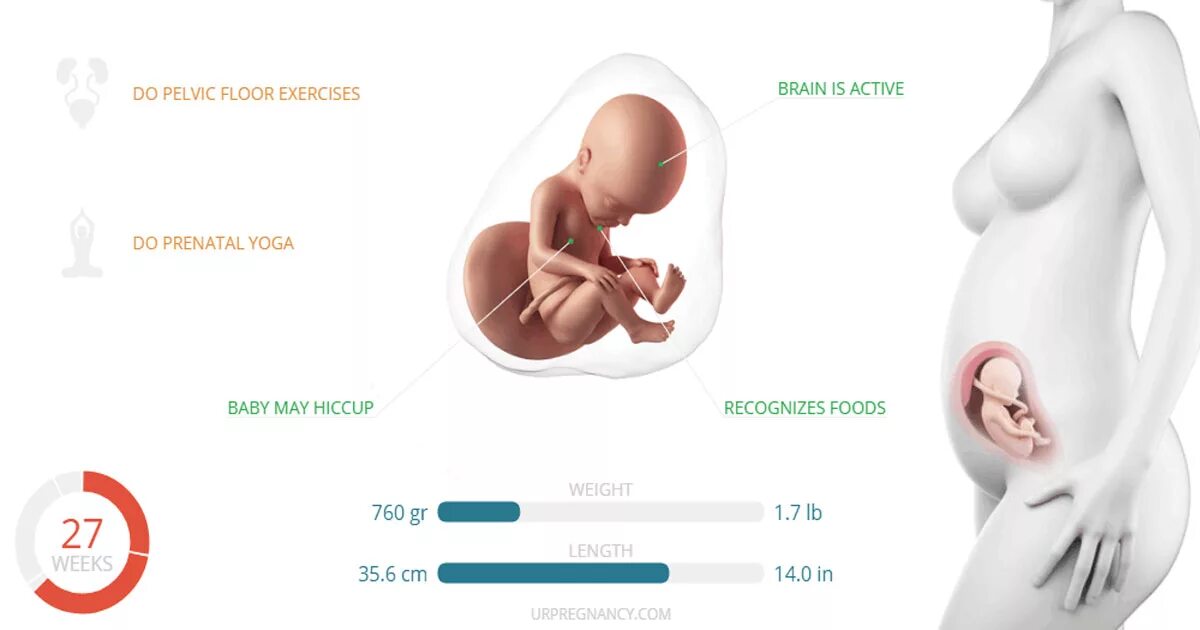 Вес плода в 26 недель беременности. Вес плода в 25-26 недель беременности. 26 Неделя беременности шевеления плода. Размер плода на 25-26 неделе беременности. 28 недель беременности что происходит с мамой