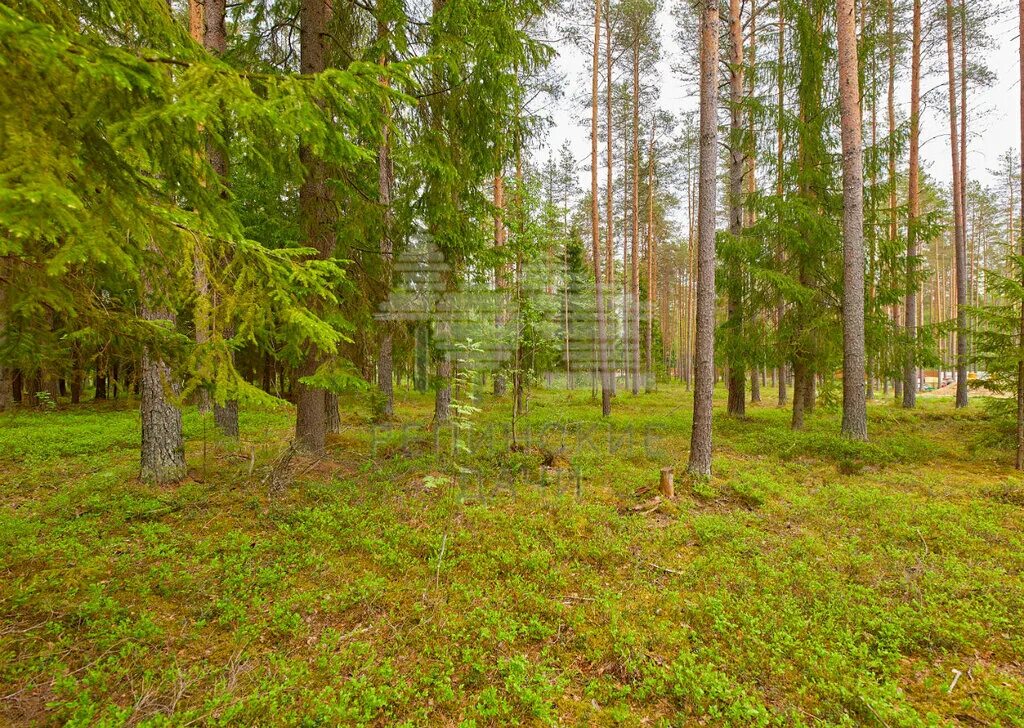 дача гергиева в репино. репинская усадьба генплан. репинские дачи коттеджный посёлок репинские дачи. свердловский область поселок репинский. кп репинские дачи.