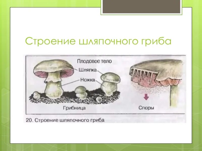 Строение шляпочного гриба 7 класс биология. Схема строения шляпочного гриба. Строение шляпочных грибов рисунок. Грибы строение шляпочных грибов. Строение шляпочного гриба.