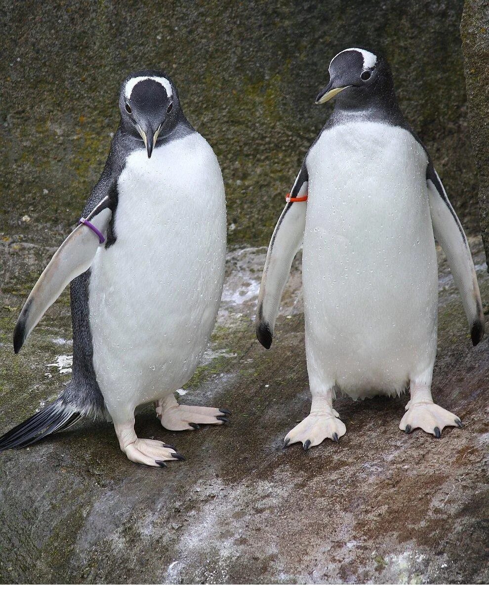 Папуанский Пингвин. Папуанский Пингвин в Московском зоопарке. Папуанский Пингвин скорость. Московский зоопарк пингвины. Птицы рекордсмены