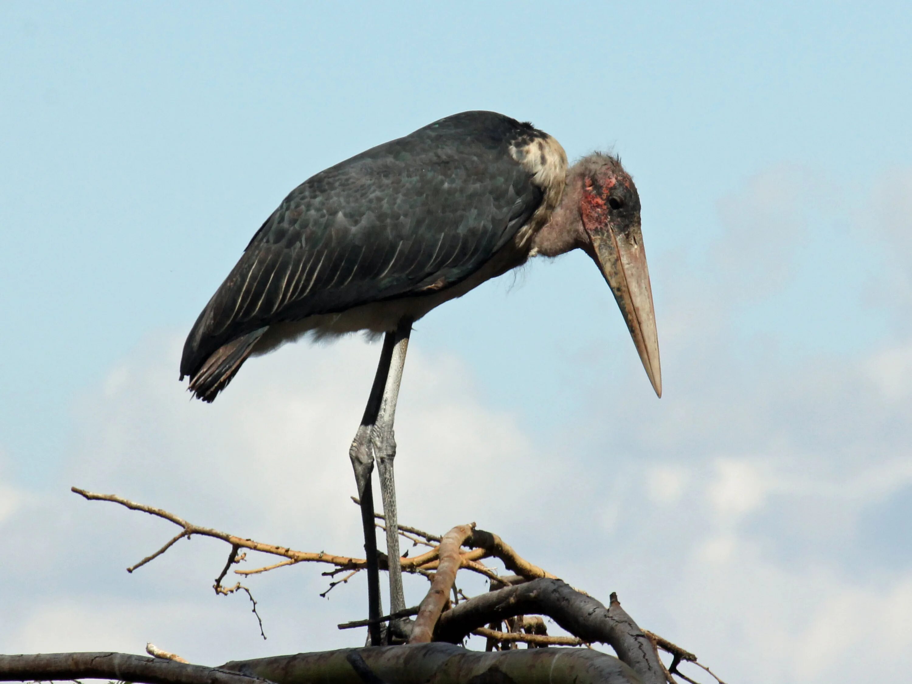 Экологическая группа п. Наземное млекопитающее птицы. Крупные млекопитающие. Наземное млекопитающее птицы. Экологические группы мле.