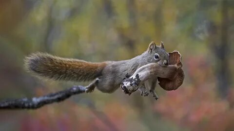 Squirrel Mushroom.