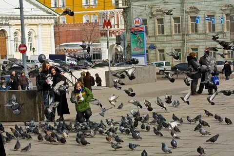 Голубь 6