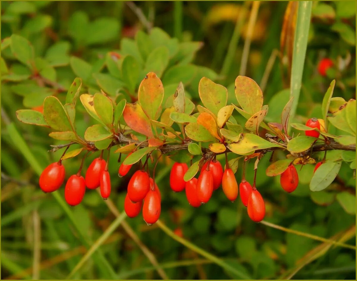 Барбарис класс. Барбарис обыкновенный berberis vulgaris. барбарис тунберга ягоды. барбарис продолговатый berberis oblonga. барбарис боярышниковый.