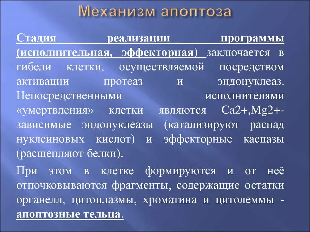 Стадия инициации апоптоза. Апоптоз стадии. Апоптоз стадии. Фазы апоптоза. Этапы апоптоза патофизиология.