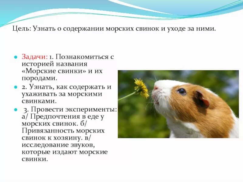 Уход и содержание морских. Сведения о морской свинке. сообщение о морской свинке. памятка по уходу за морской свинкой. возраст морской свинки.