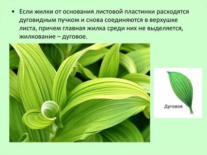 Лук декоративный жилкование
