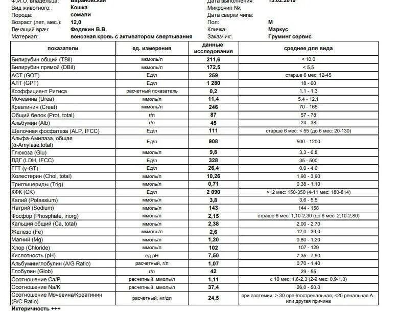 Общий белок у собаки. Амилаза в крови норма у женщин в биохимическом анализе. Альфа амилаза норма у кошек. Биохимический анализ норма Альфа амилаза. Амилаза крови и мочи норма.