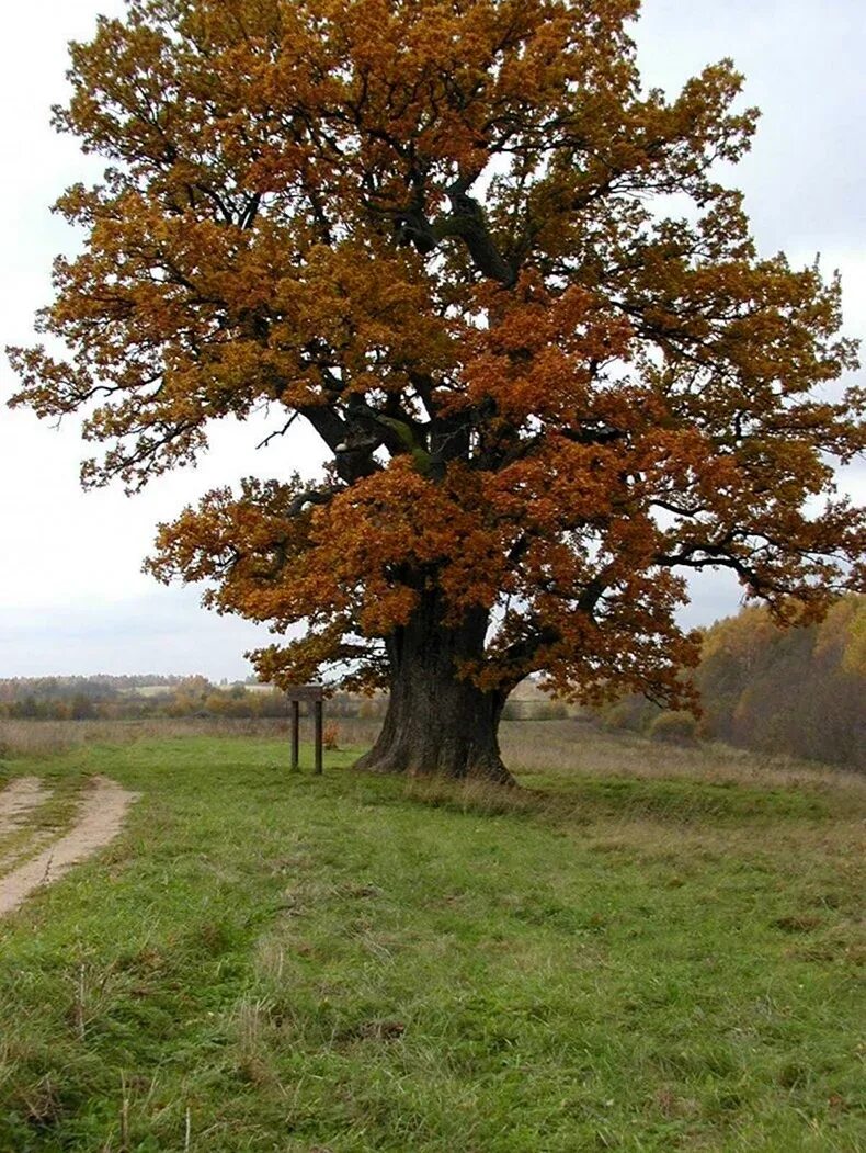 Каким вырастает дуб. Дуб черешчатый (quercus robur). дуб черешчатый ириновка. дуб черешчатый (quercus robur l.). черешчатый дуб в ириновке.