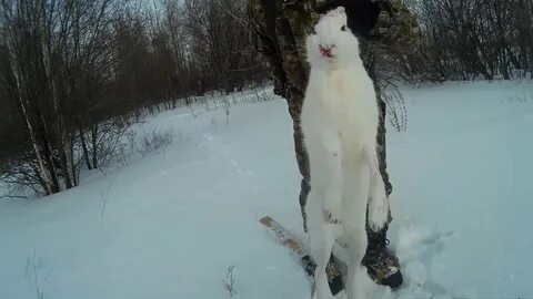 Охота на зайца зимой новинки
