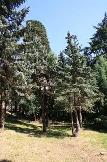 Роще ель