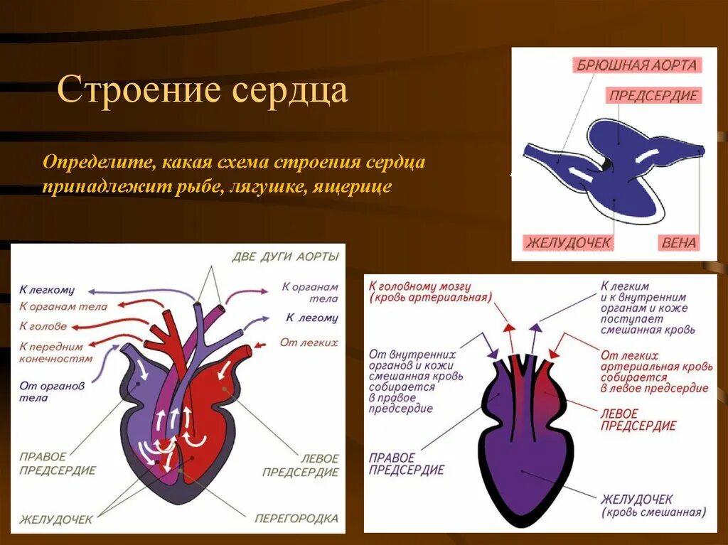 Смешанная кровь у рептилий. Строение сердца. Строение сердца пресмыкающихся. Строение сердца рыбы. Строение сердца ящерицы.