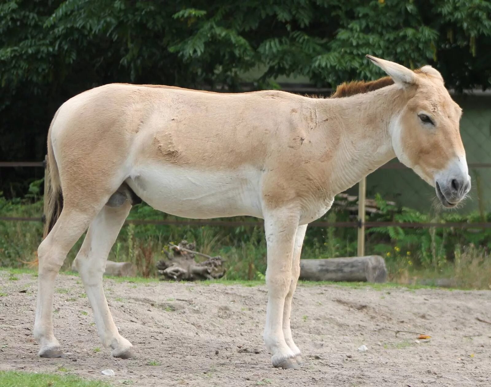Дикий осел Кулан. Сирийский Кулан. Туркменский Кулан. Кулан (Equus hemionus). Дикая лошадь из азии 5 букв сканворд