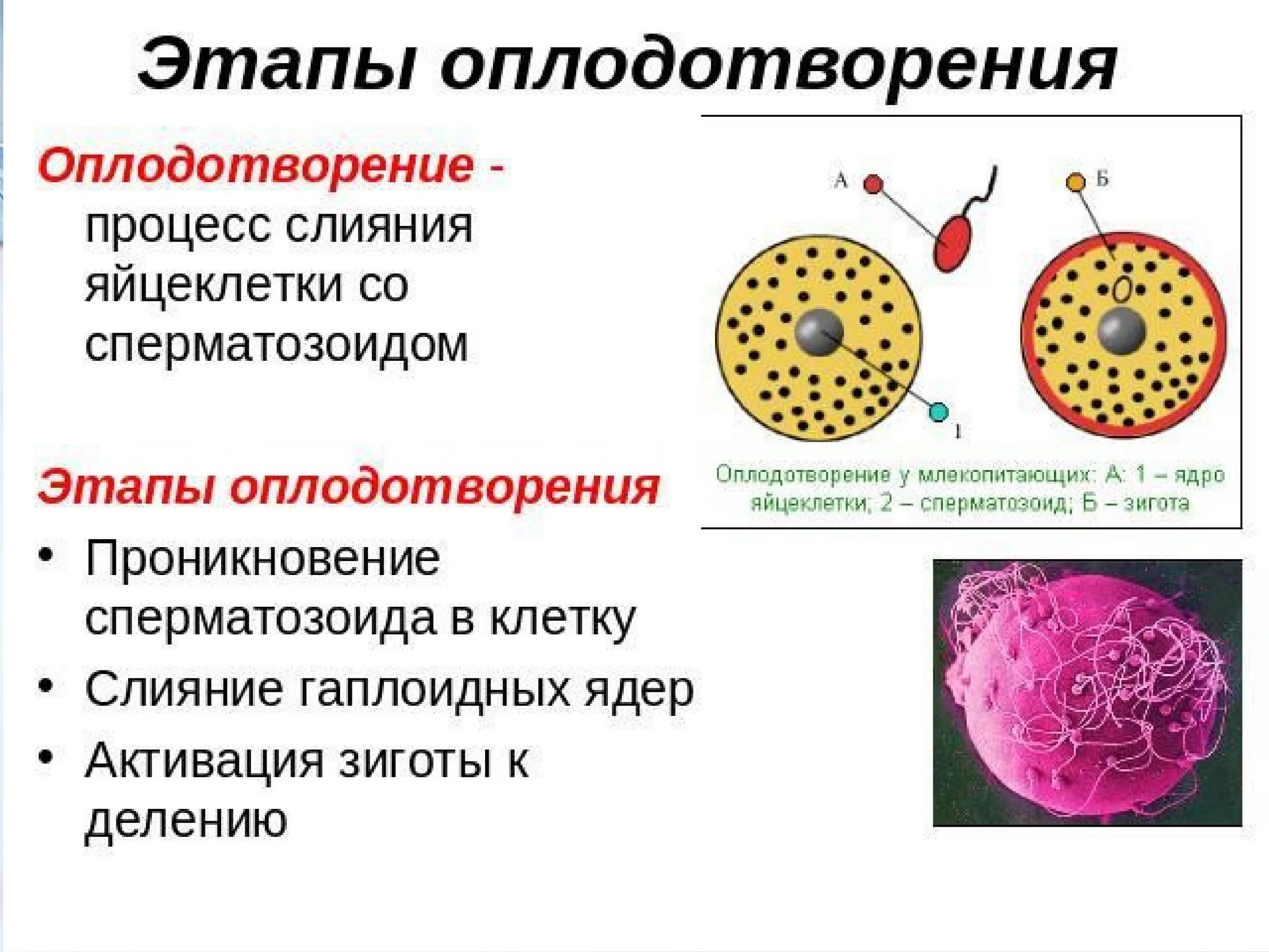 Где происходит образование яйцеклеток. Процесс оплодотворения схема. Стадии оплодотворения яйцеклетки. Процесс оплодотворения клетки. Основные этапы процесса оплодотворения кратко.