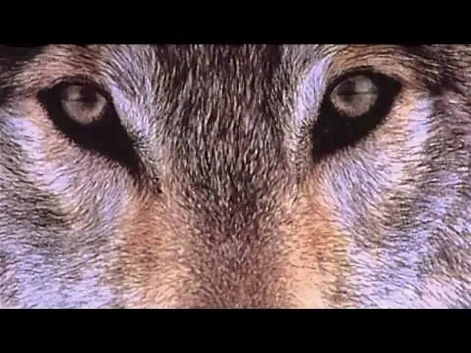Волчица огонек. Катя волчица. одинокая волчица караоке. катя.огонек.песня.волчица. караоке волчица.