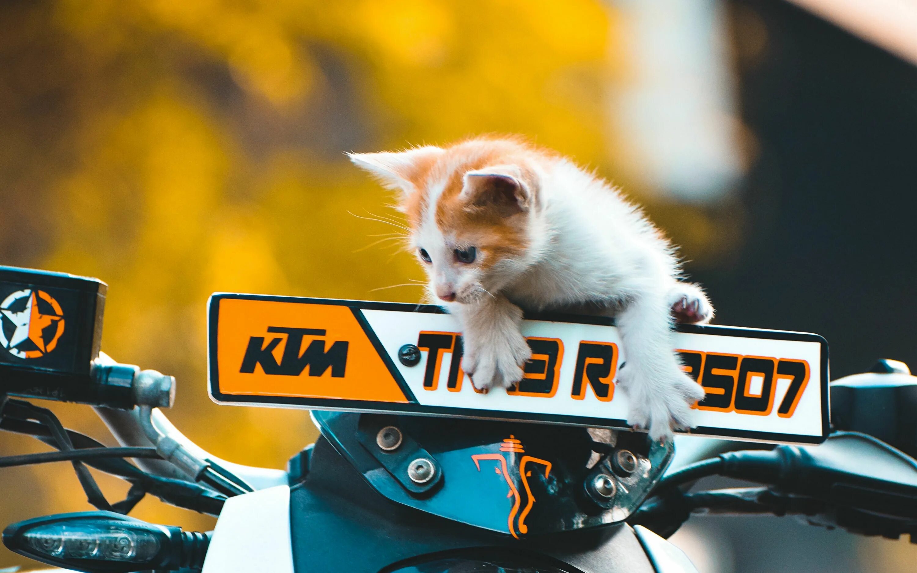 10 тракторов котэ. Кот на мотоцикле. Котик мотик. Котенок на мотоцикле. Кот на мотоцикле КТМ.