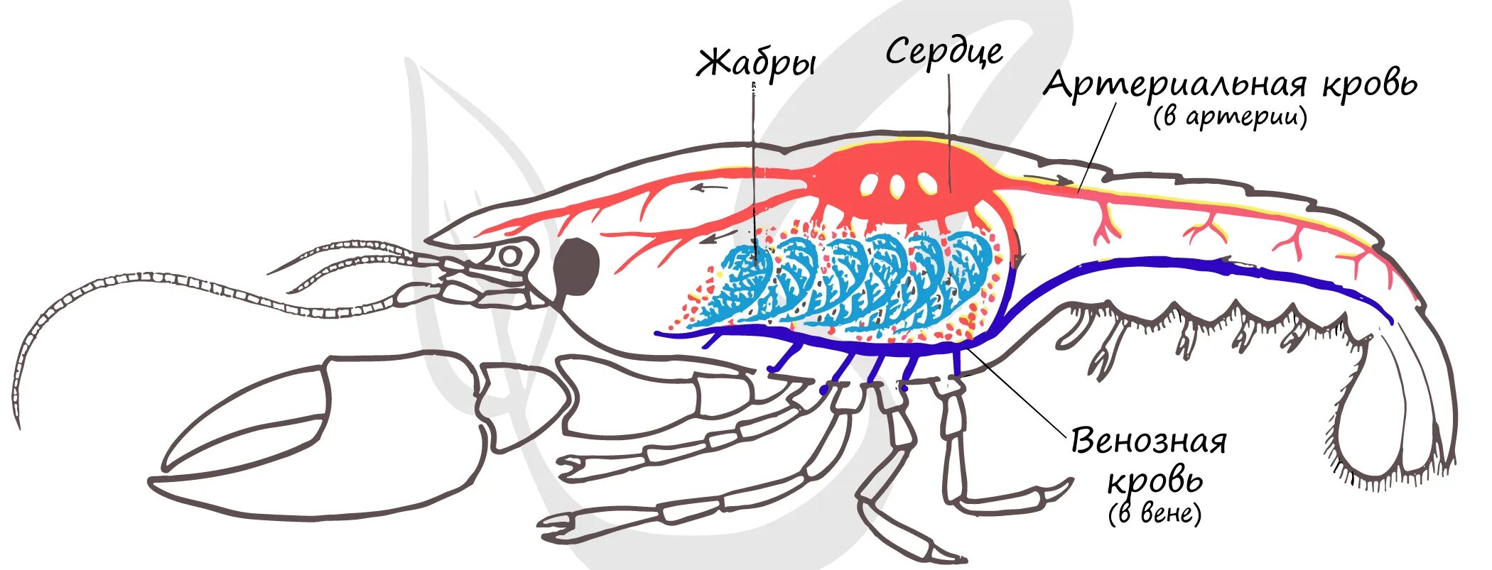 Кровообращение червей. Дыхательная система ракообразных схема. Кровеносная система членистоногих схема. Дыхательная система членистоногих Речной. Схема строения кровеносной системы членистоногих.