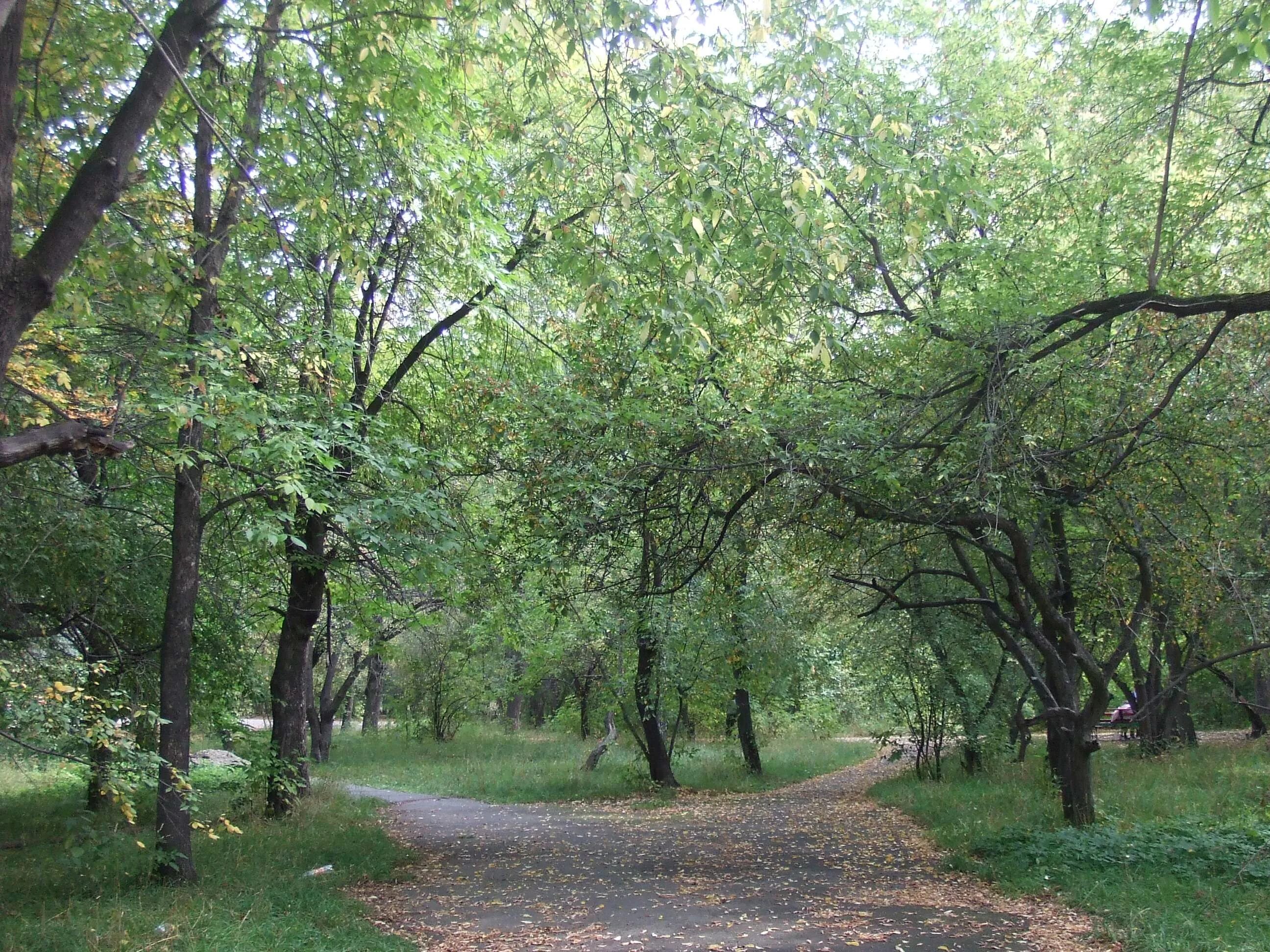 Сады развилка. Сады развилка