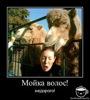 Анекдот волосы