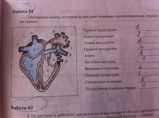 Сердце биология тест. Строение сердца. Строение сердца человека. Строение сердца с цифрами. Строение сердца биология.