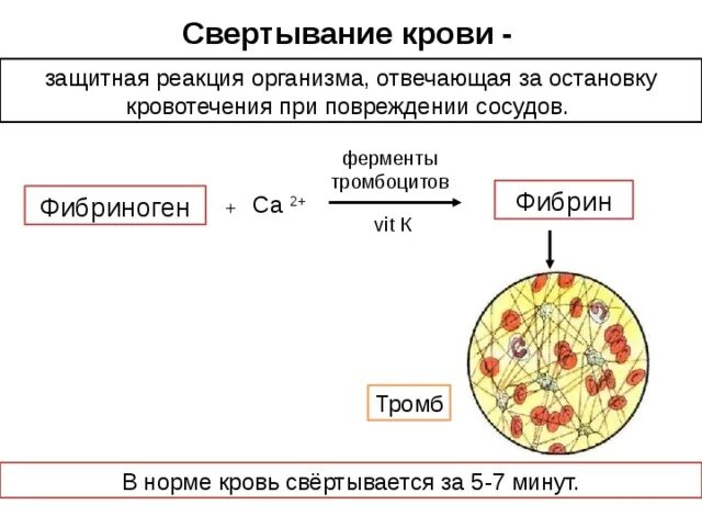 Фермент тромбоцитов. Тромбоциты схема свертывания крови. Схема реакции свертывания крови. 5 Этапов свертывания крови. Тромбоциты свертывание крови.