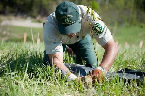 Forest ranger