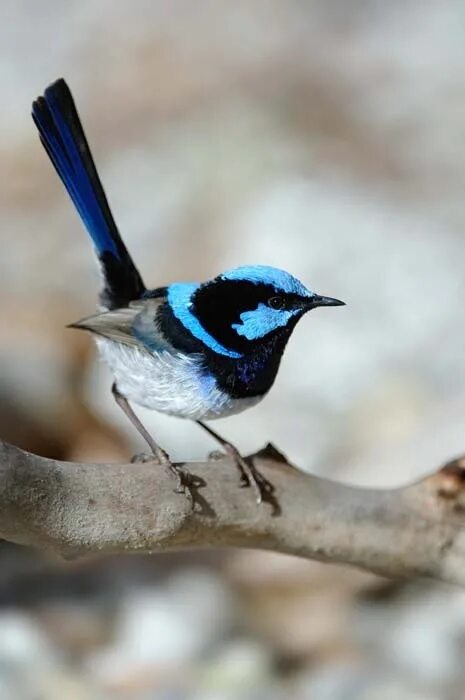 J birds. Лиловошапочный расписной малюр. Malurus cyaneus. Белокрылый расписной малюр. Птичка малюр.